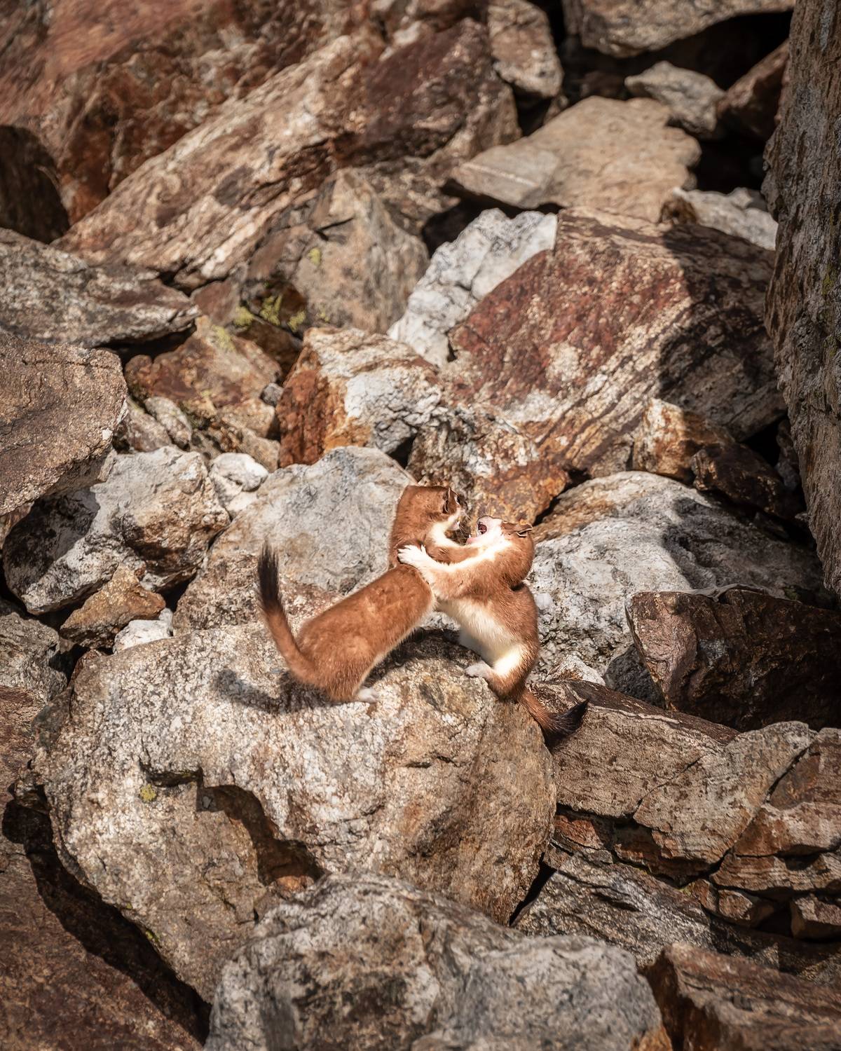 кавказ, карачаево-черкесия, горы,  горностай, ласка, фауна, животные, архыз, Zakharov Armen