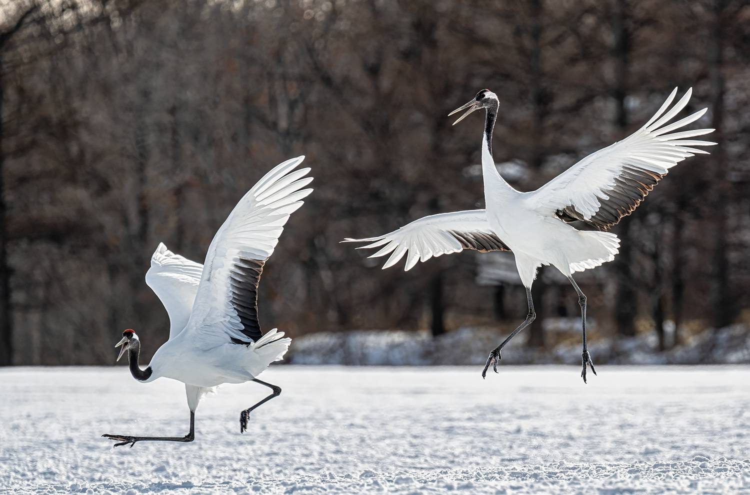 , Vladimir Vorobeychik