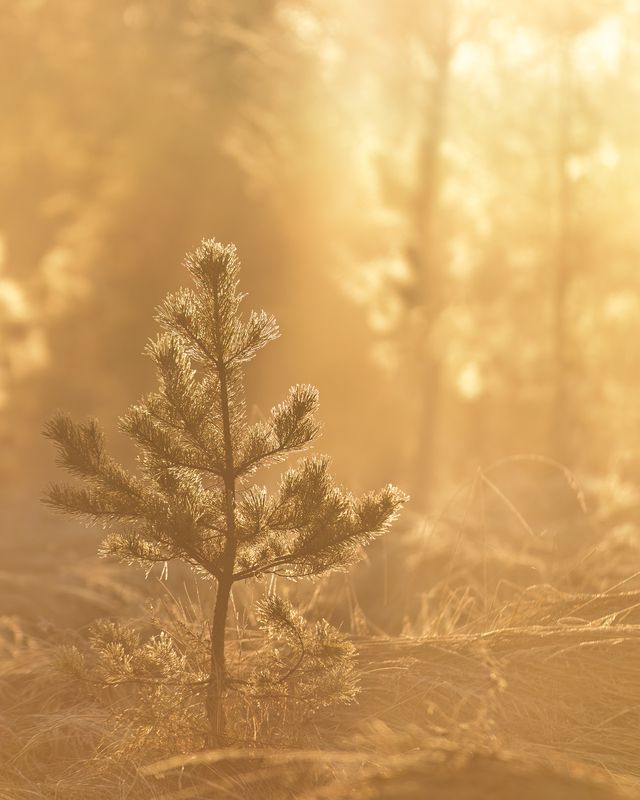природа, рассвет, весна, пейзаж, canon Весенний туманный рассвет фото превью