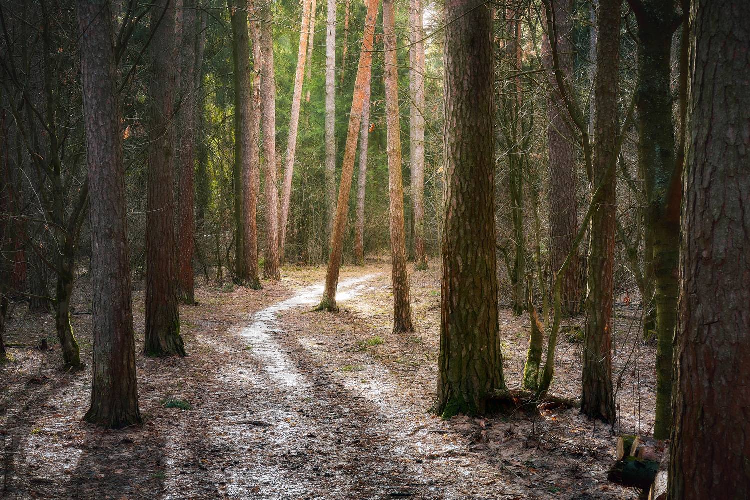 лес, весна, свет, Валерий Вождаев