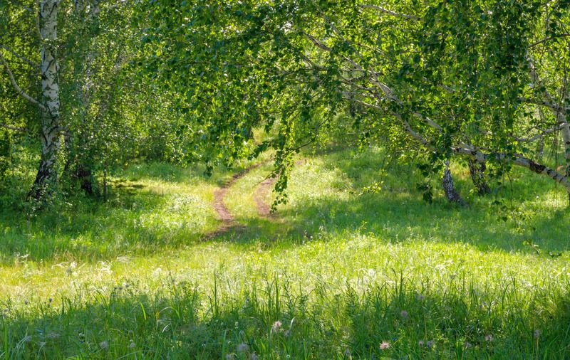 березовый цвет фото превью