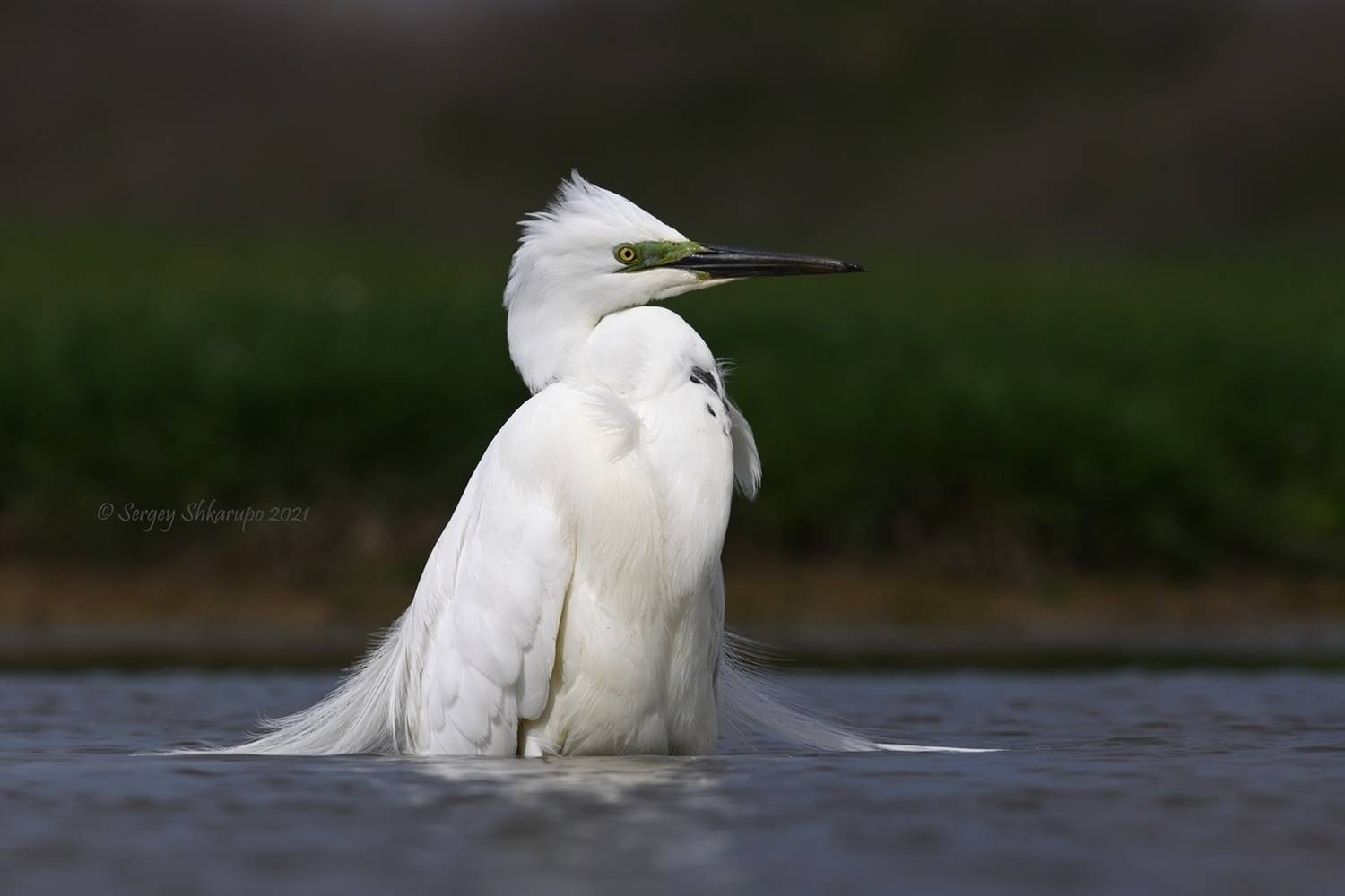 Большая белая цапля, Сергей Шкарупо