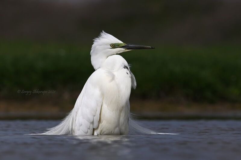 Большая белая цапля Задумчивая большая белая цапля фото превью