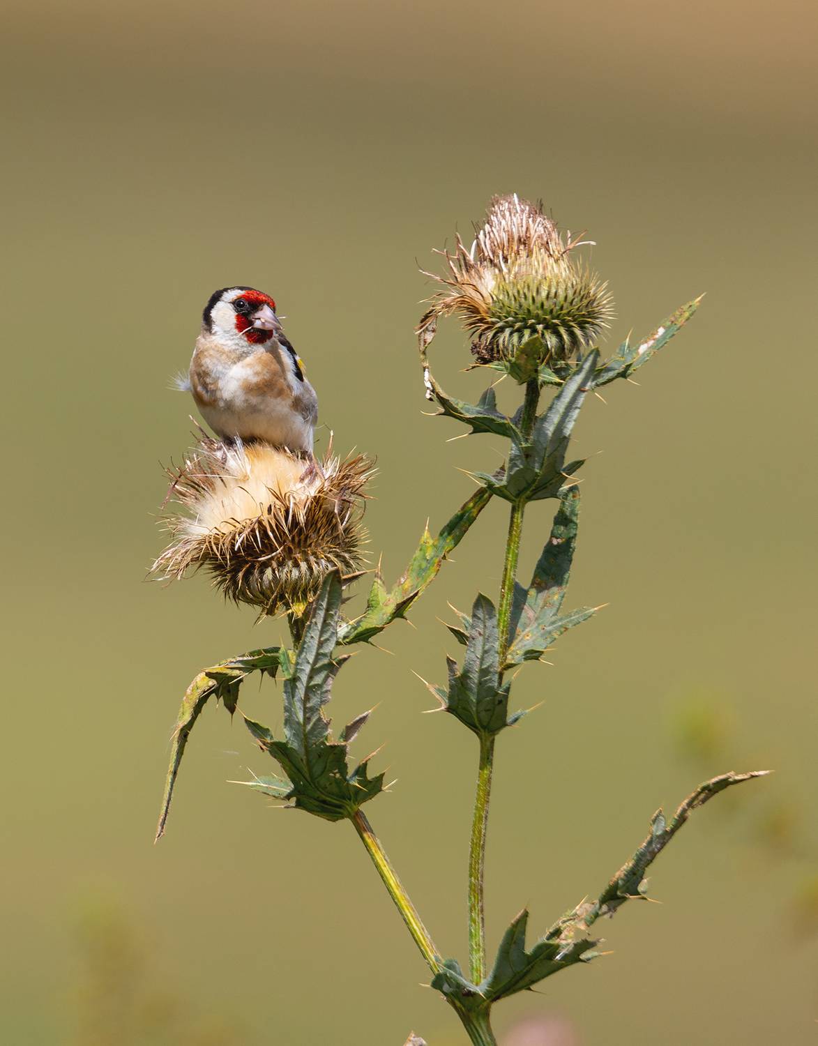 щегол, птицы, природа, Ekaterina Romanova