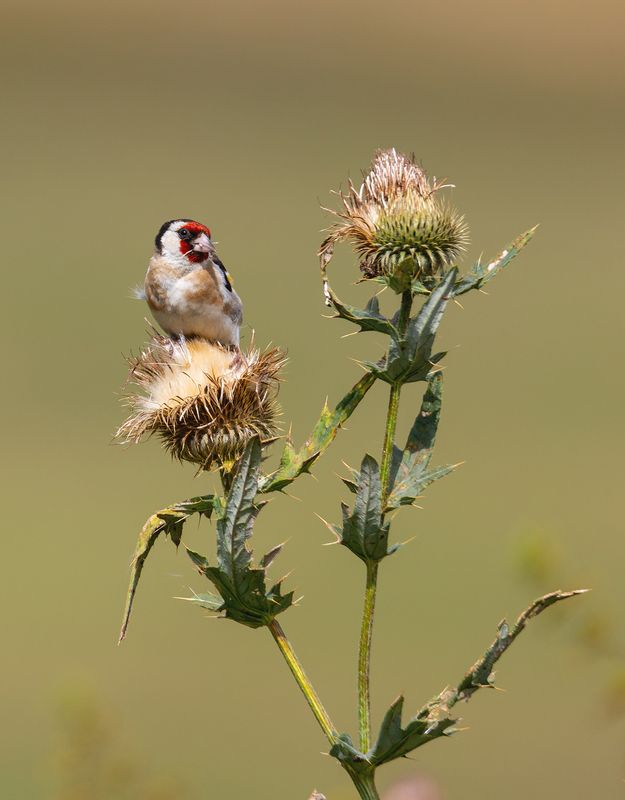 щегол, птицы, природа За обедом фото превью
