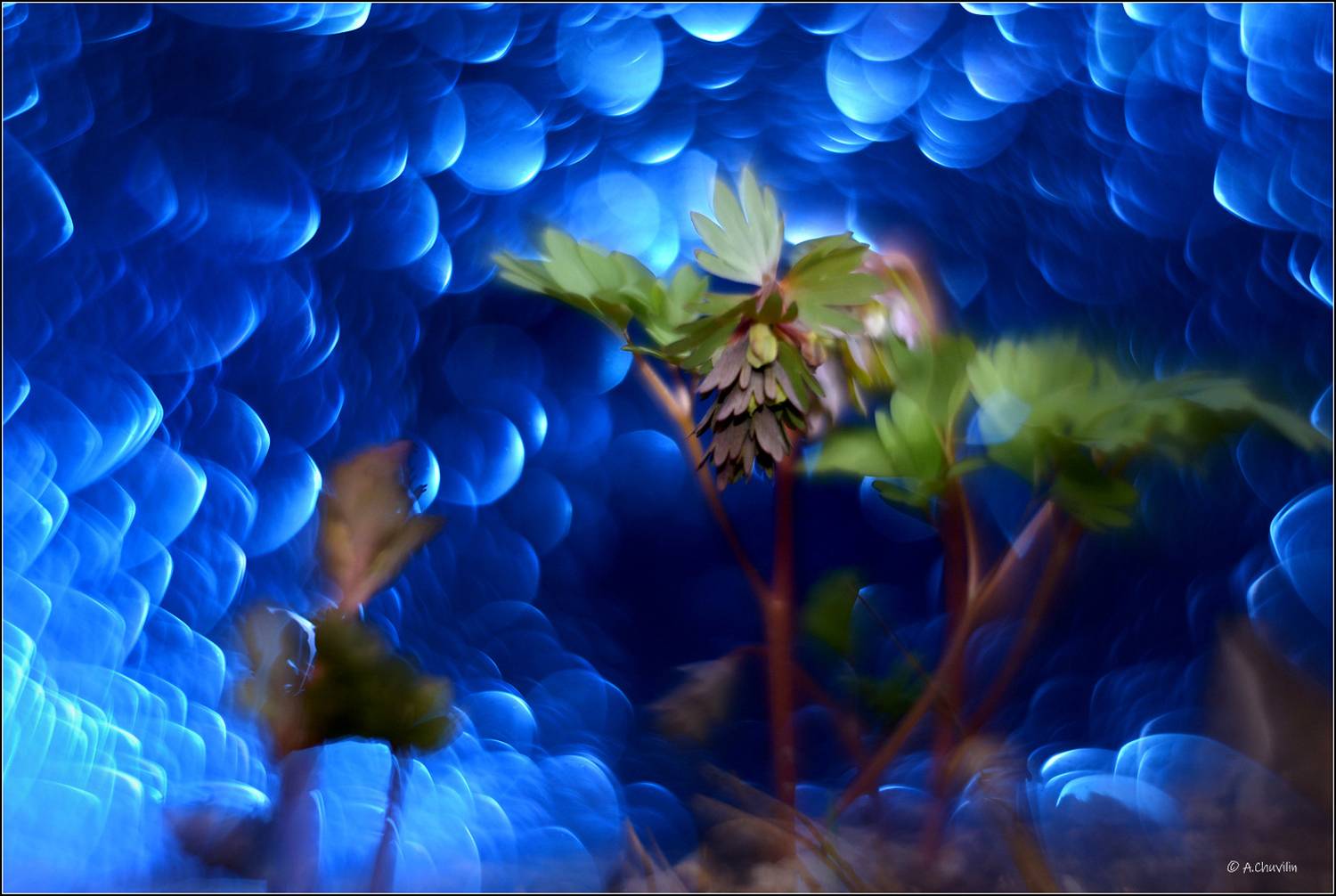 растение,хохлатка,лунная, Александр Чувилин