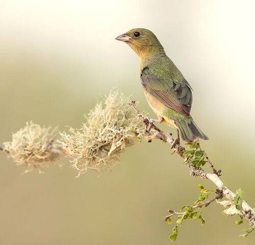 Female. Painted bunting - Cамка. Расписной овсянковый кардинал