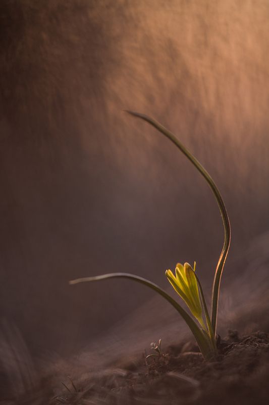 Гусиный лук фото превью