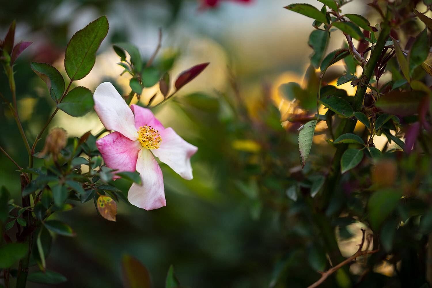 Цветок шиповника, Рут