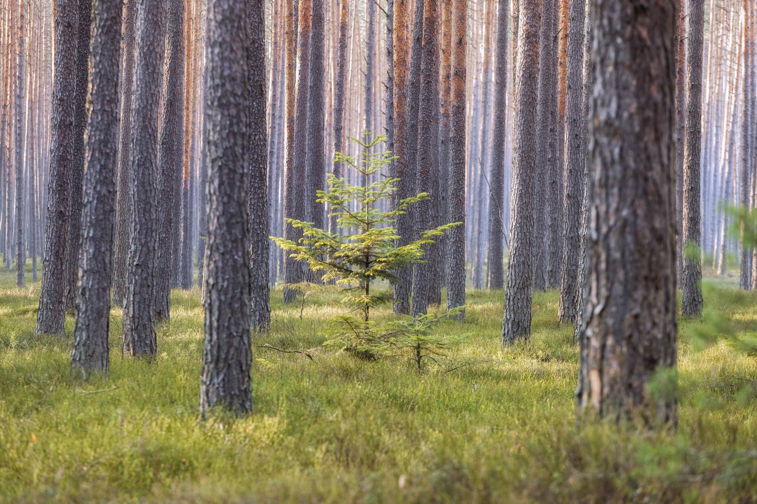 ,  Mirosław Pruchnicki
