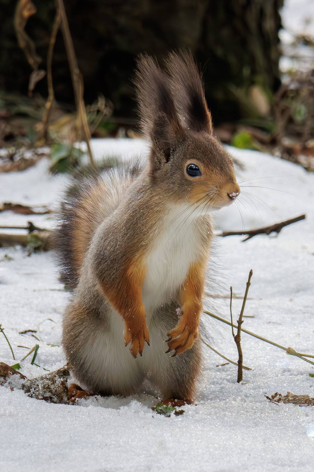 , Морозов Сергей