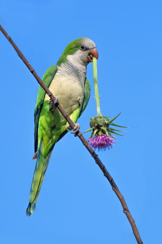 *Завтрак вольного попугая в марте 2025 фото превью