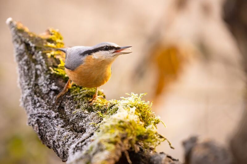 Nuthatch фото превью