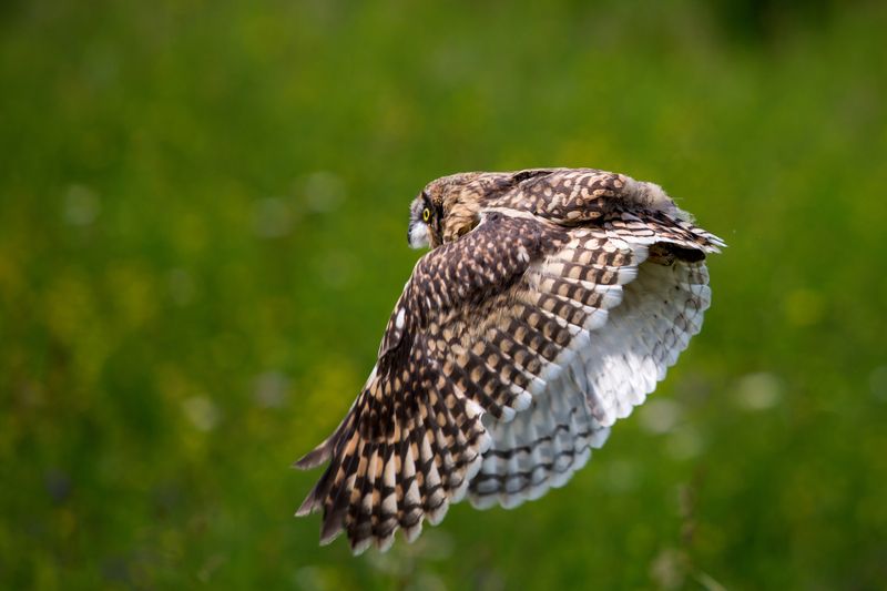 Болотная сова фото превью