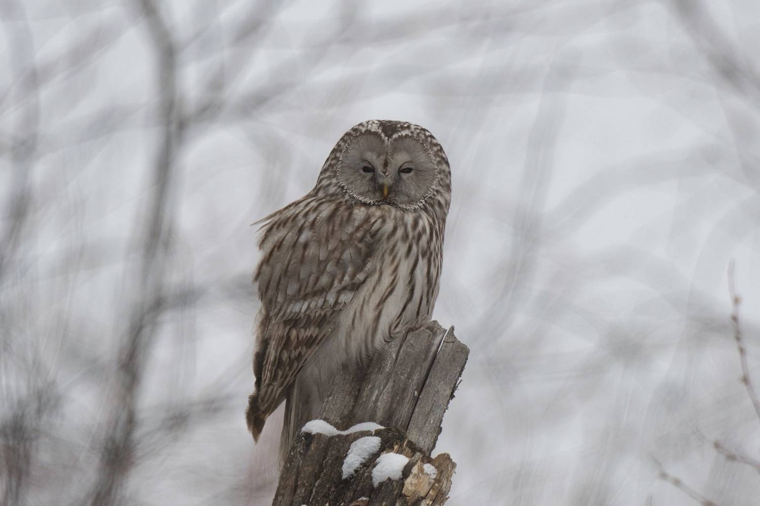 длиннохвостая неясыть, Большаков Алексей
