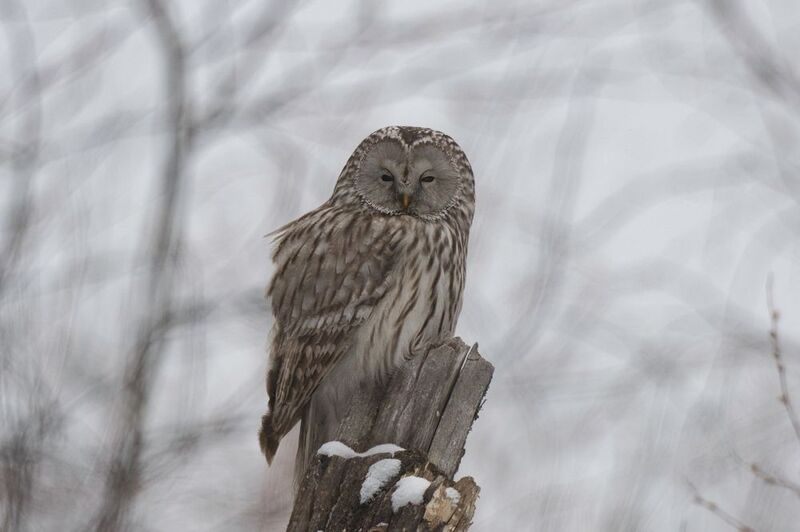 Ожидание весны фото превью