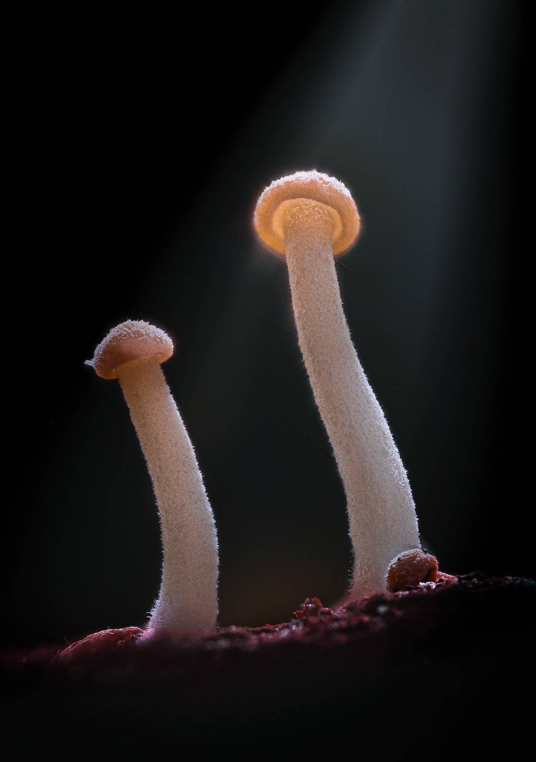 fungus, Kavaliauskas Eugenijus