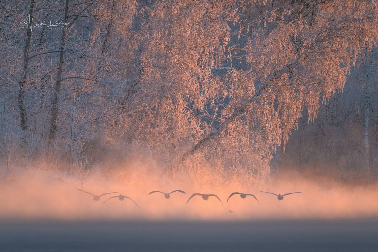 алтай,лебеди,утро,рассвет, Александр Кукринов