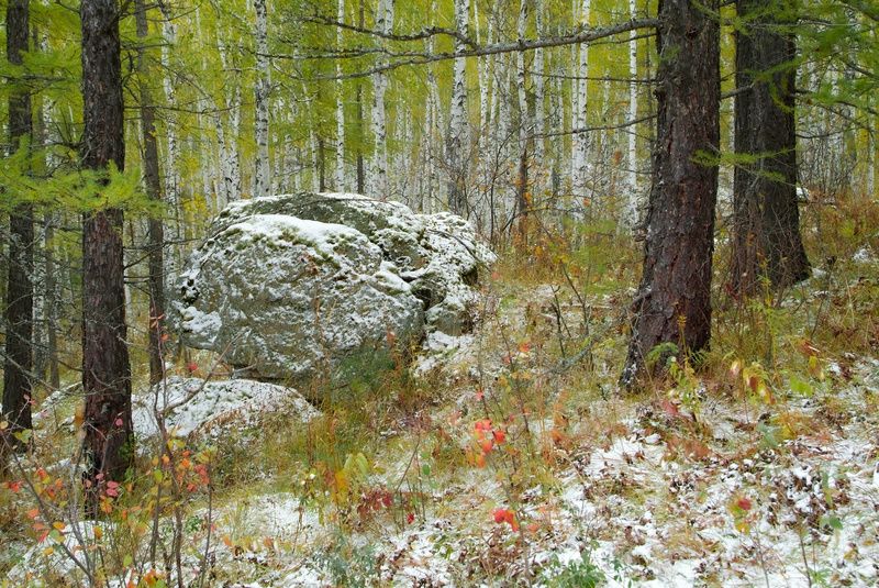 свернувшийся.. фото превью