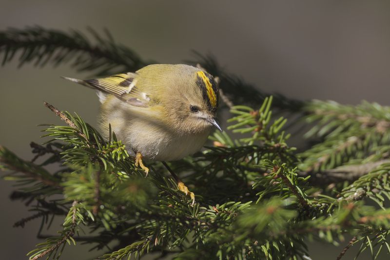 Желтоголовый королек фото превью