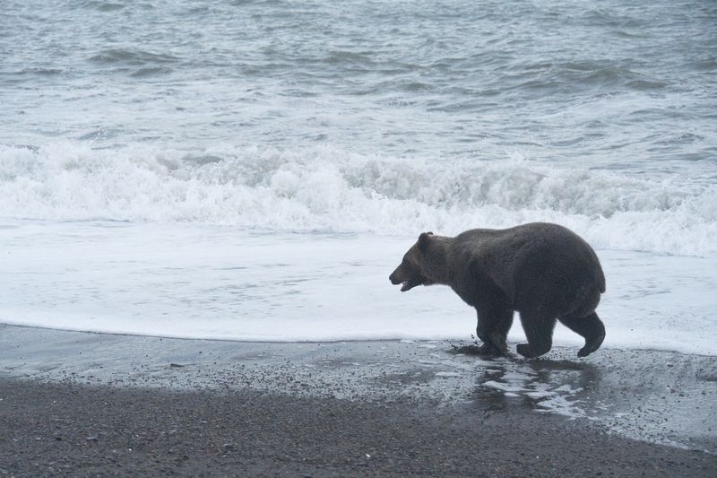 Чукотка Хозяин косы фото превью