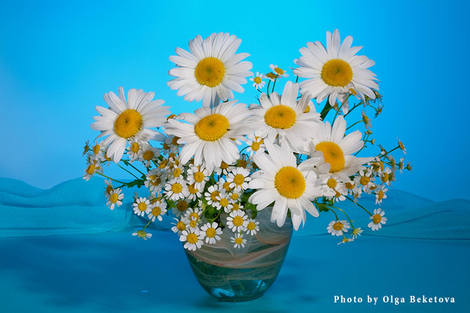 цветы букет ромашки, Бекетова Ольга