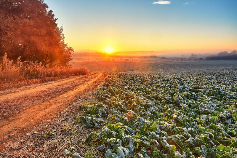 беларусь, иней, минск и окрестности, облака, октябрь, осень, поля, рассвет, туман, утро Осенняя расветная фото превью