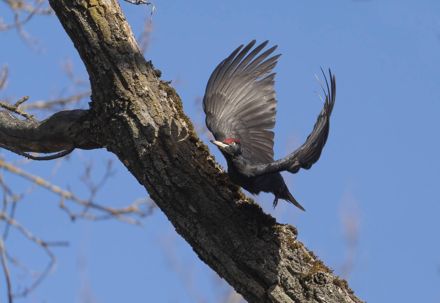 птицы,природа, весна, Андрей Киселёв