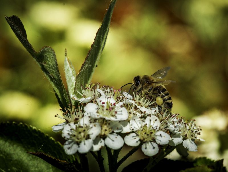 макро,природа В саду фото превью