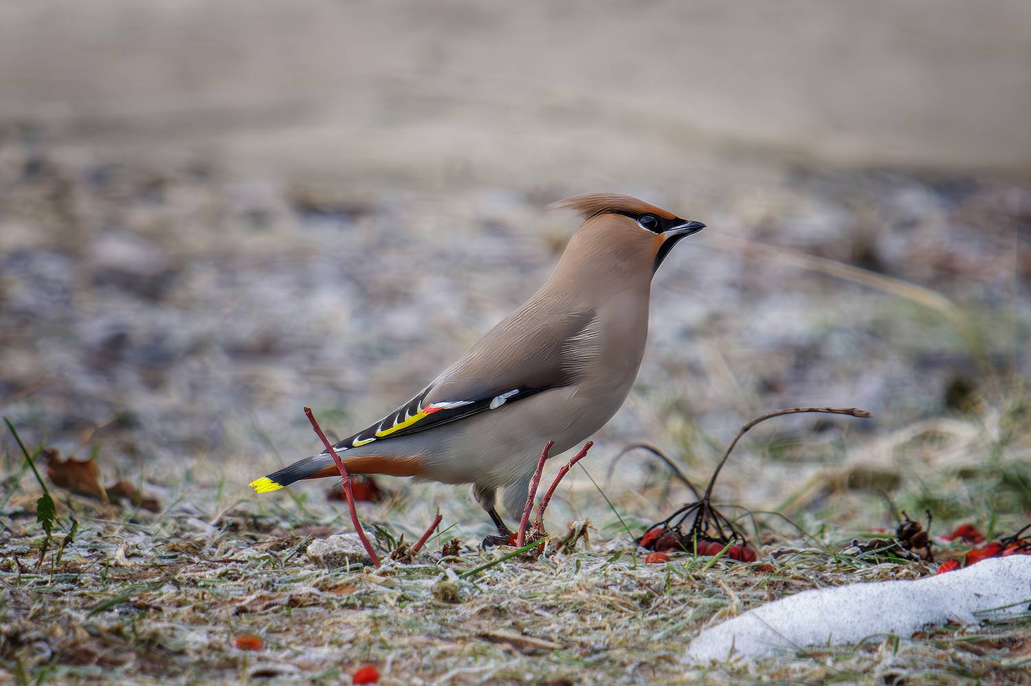 , Морозов Сергей