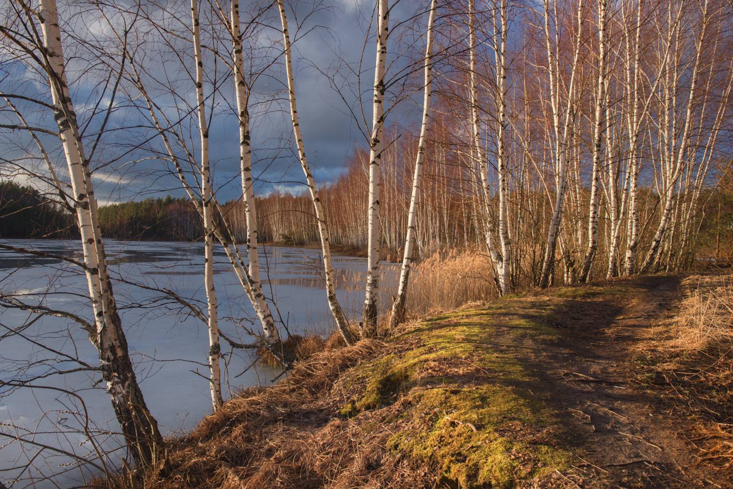 весна март тропинка березки черная порза серково, Алексеев Дмитрий