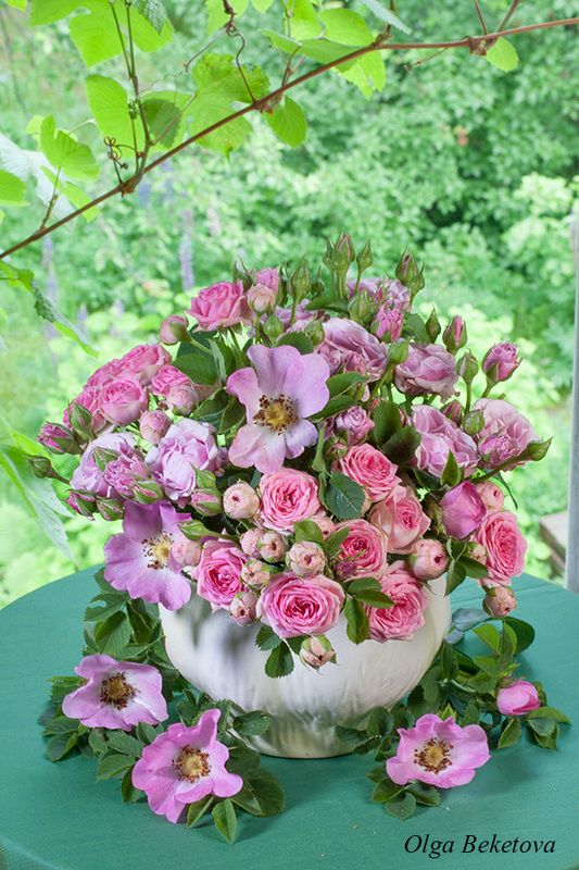 дача розы натюрморт Розочки фото превью