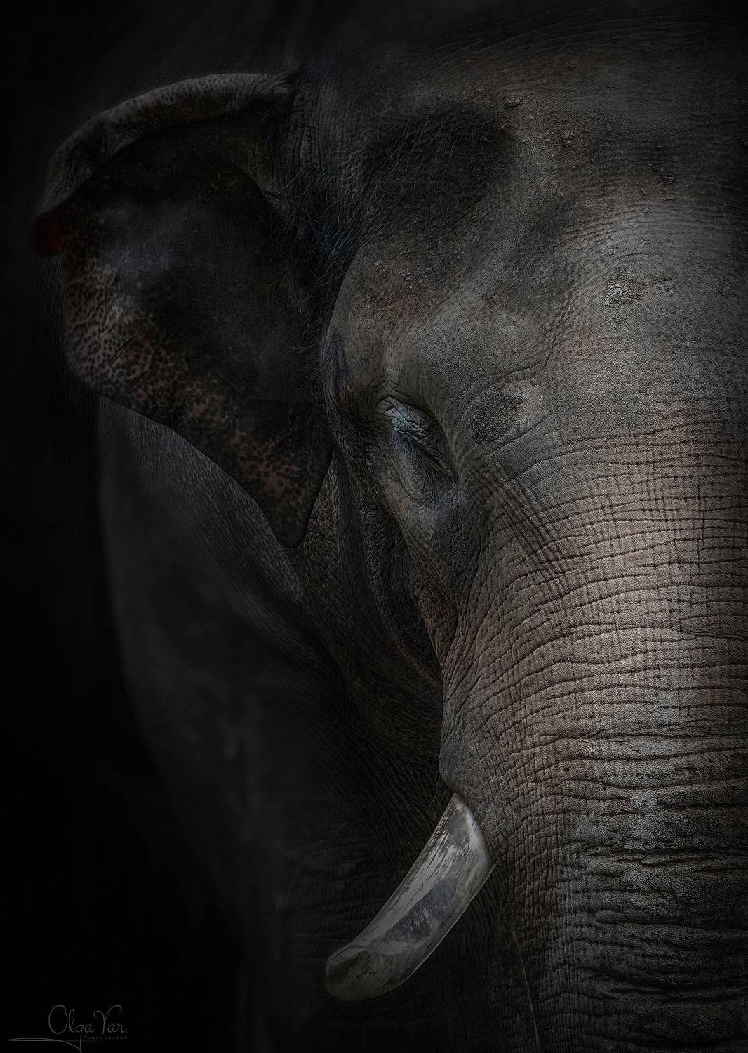 слон, животные, Ольга Яр