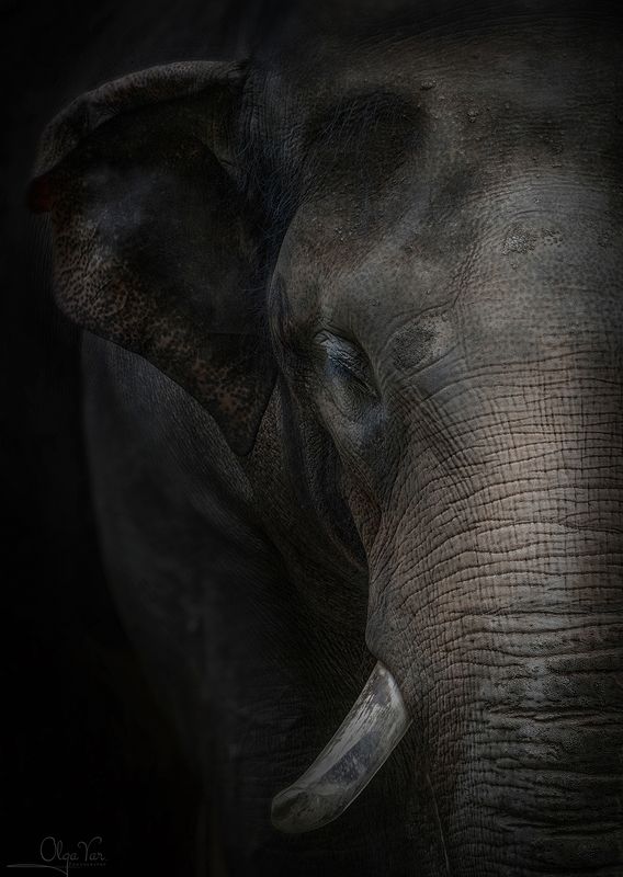 слон, животные Не уместился...) фото превью