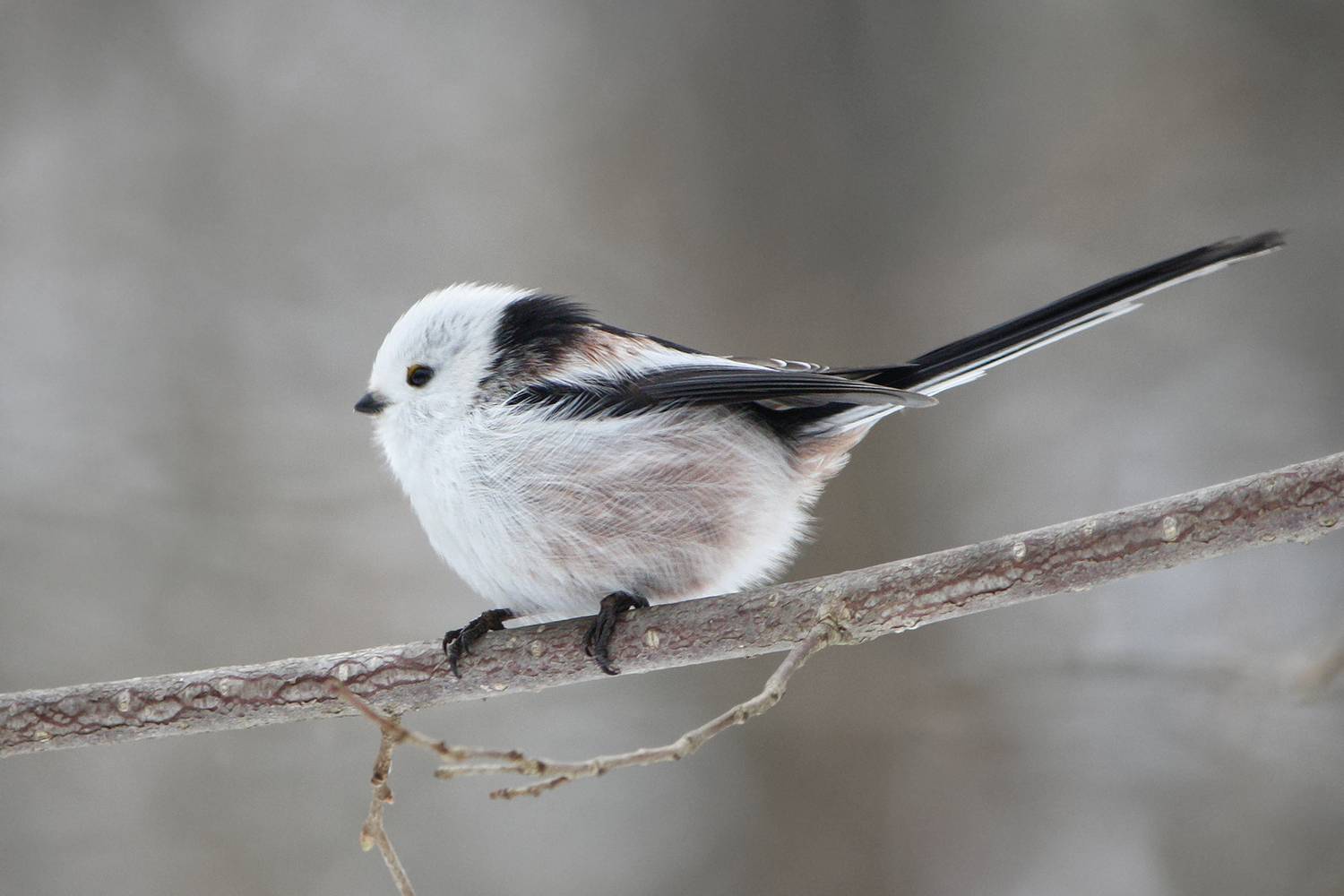 синица, длиннохвостая синица, ополовник, aegithalos caudatus, КарОл