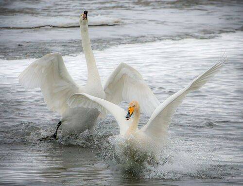 Танцы на воде