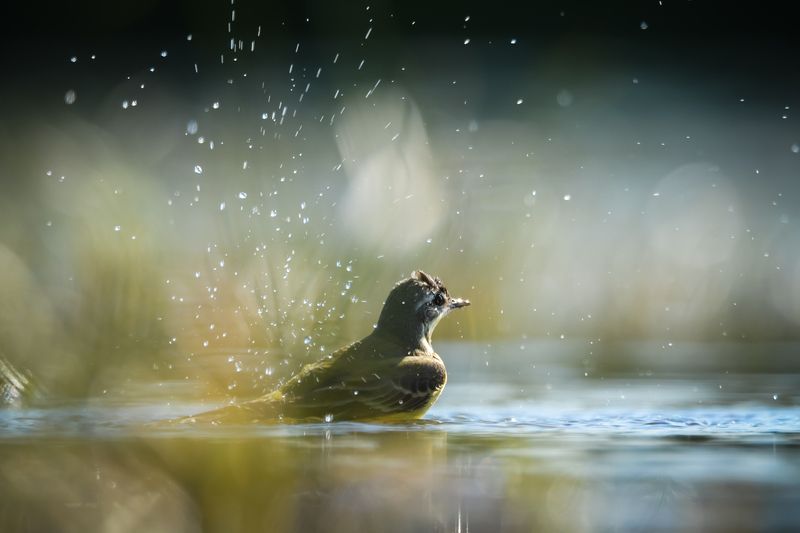 Жёлтая трясогузка Купание фото превью