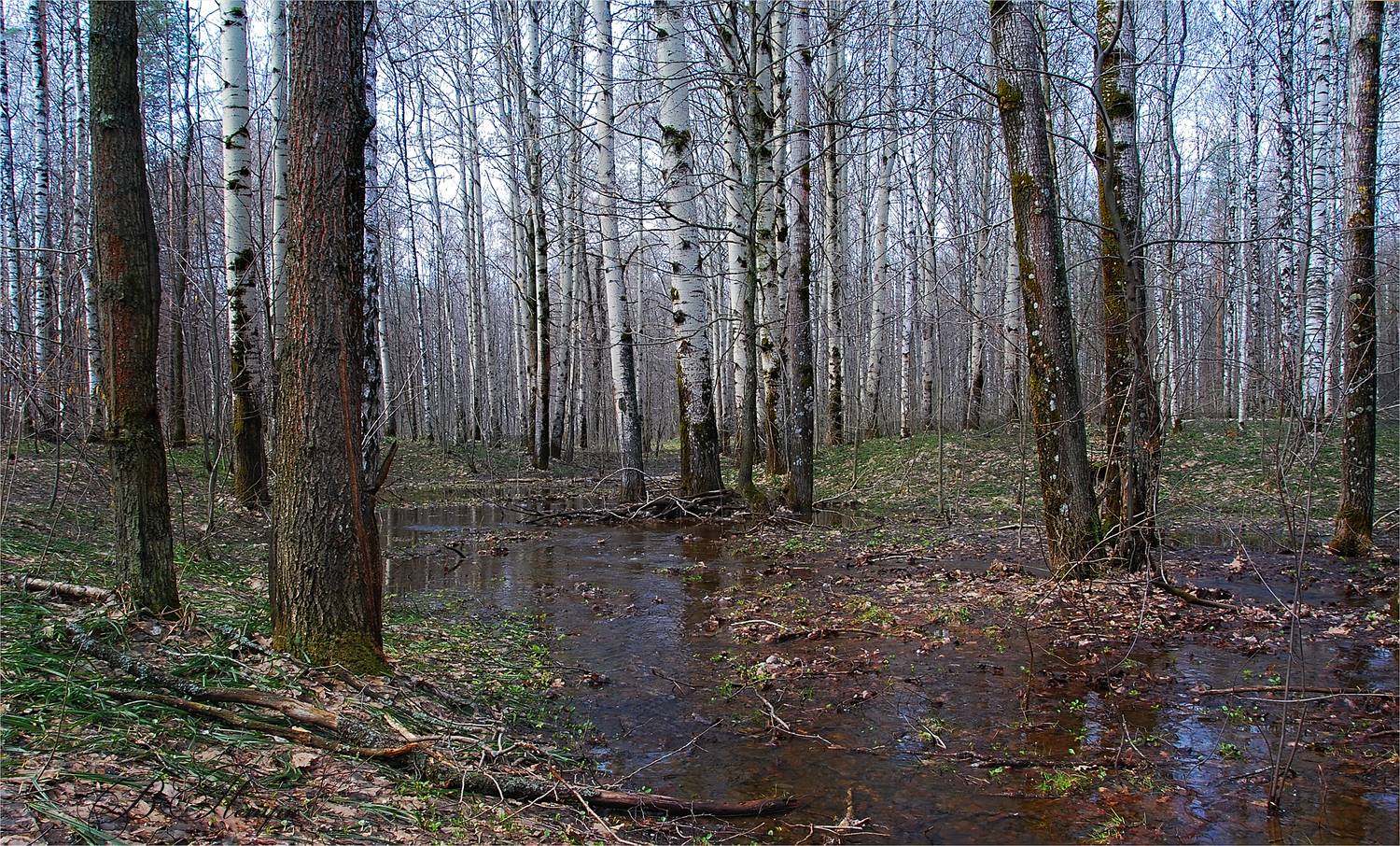 деревья ручей, Вера Петри