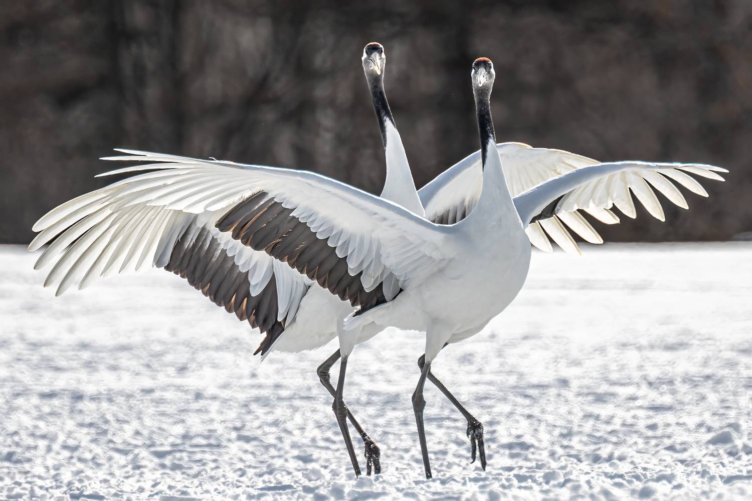 , Vladimir Vorobeychik