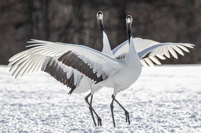 Swan lake фото превью