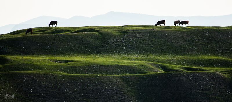 Дагестан, зелёные холмы фото превью