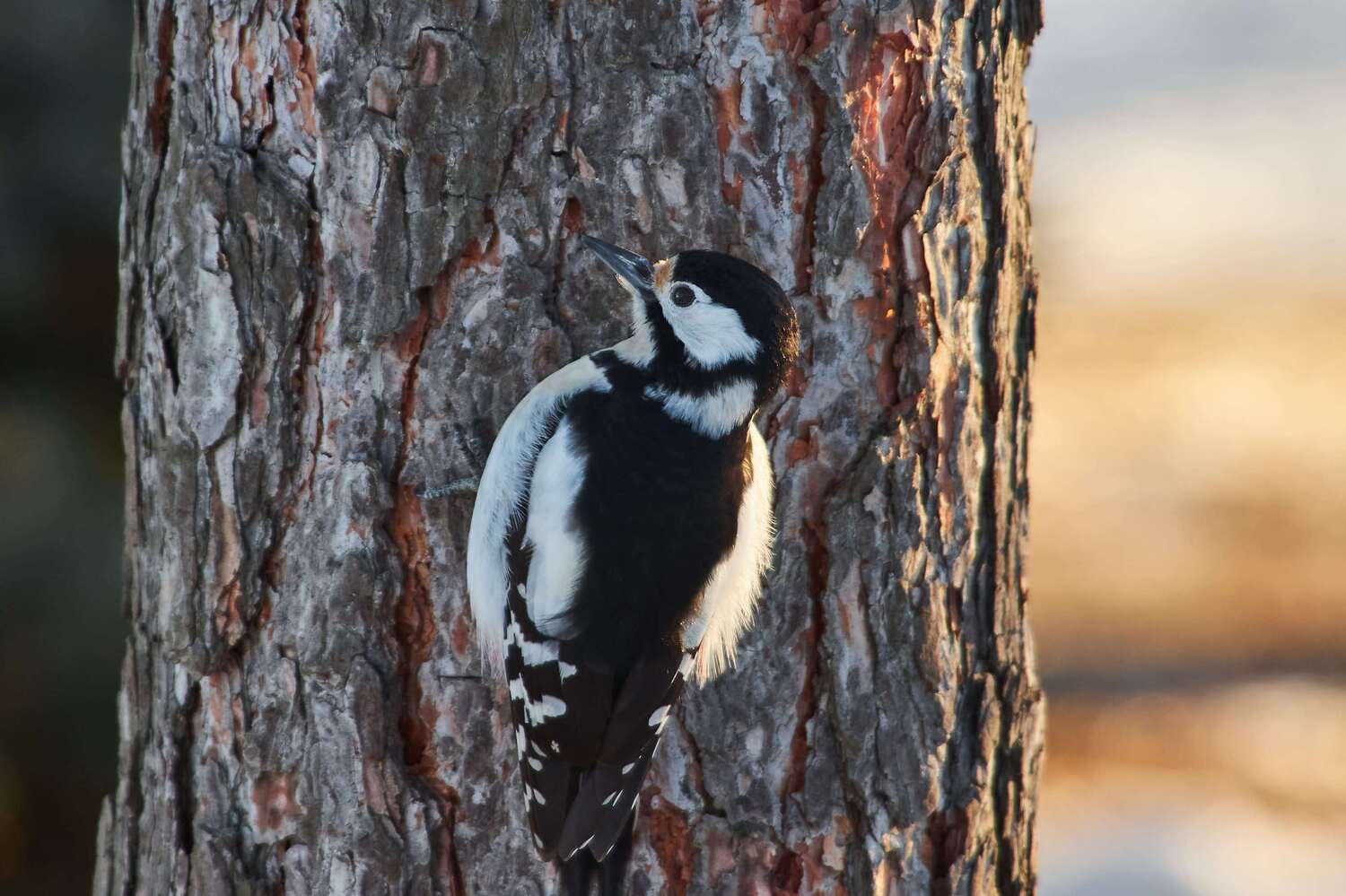 bird, birds, volgograd, russia, wildlife, , Павел Сторчилов