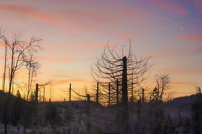В мёртвом лесу фото превью