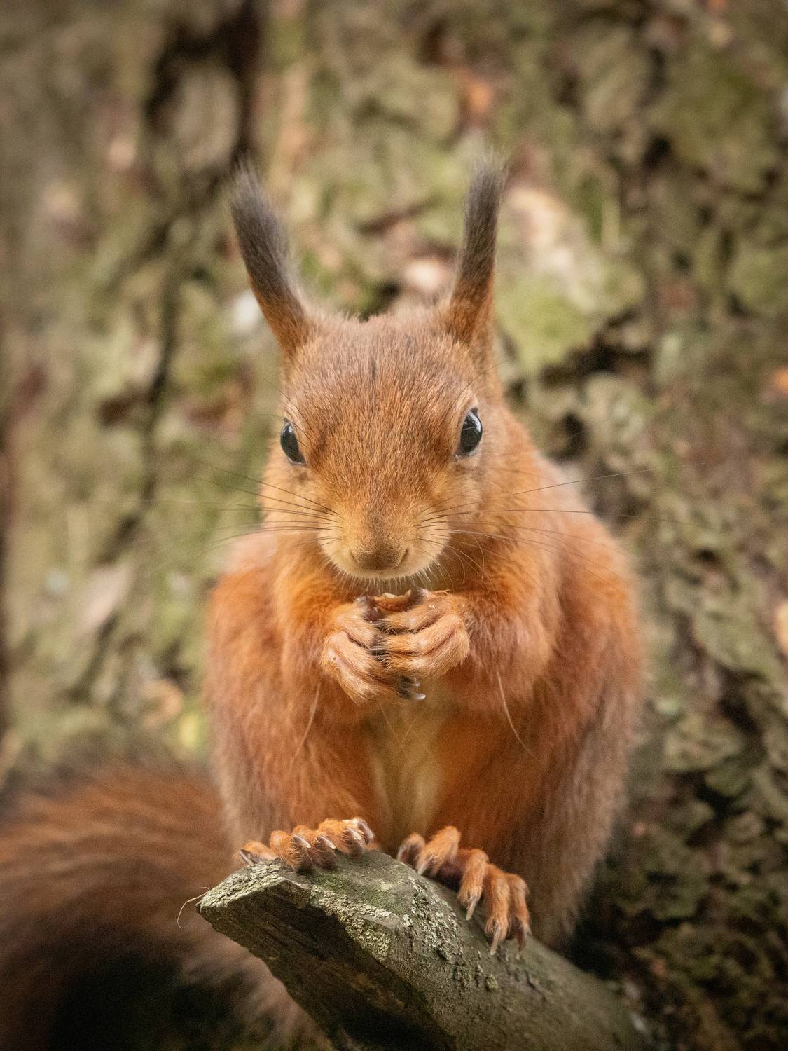 , Бравичева Анастасия