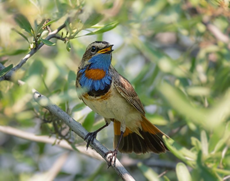 птица, варакушка, самец, Варакушка (3 ФОТО) фото превью