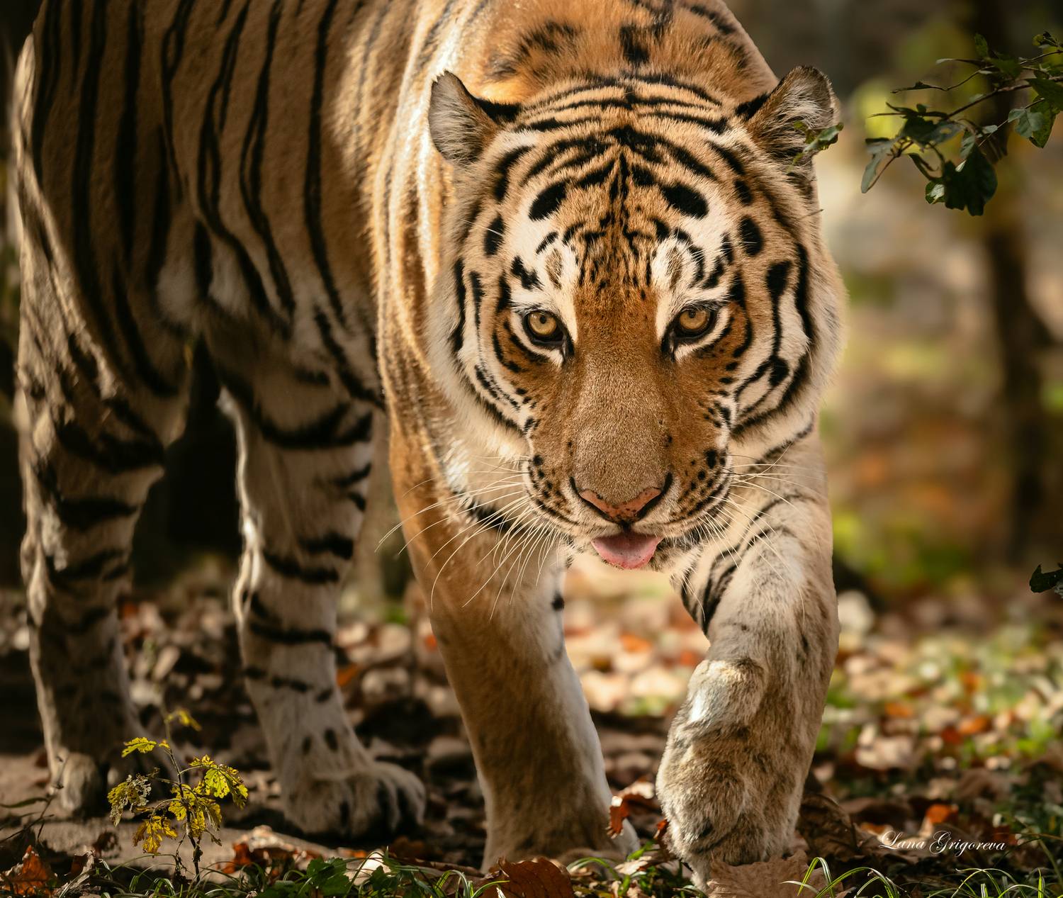 , Григорьева Лана