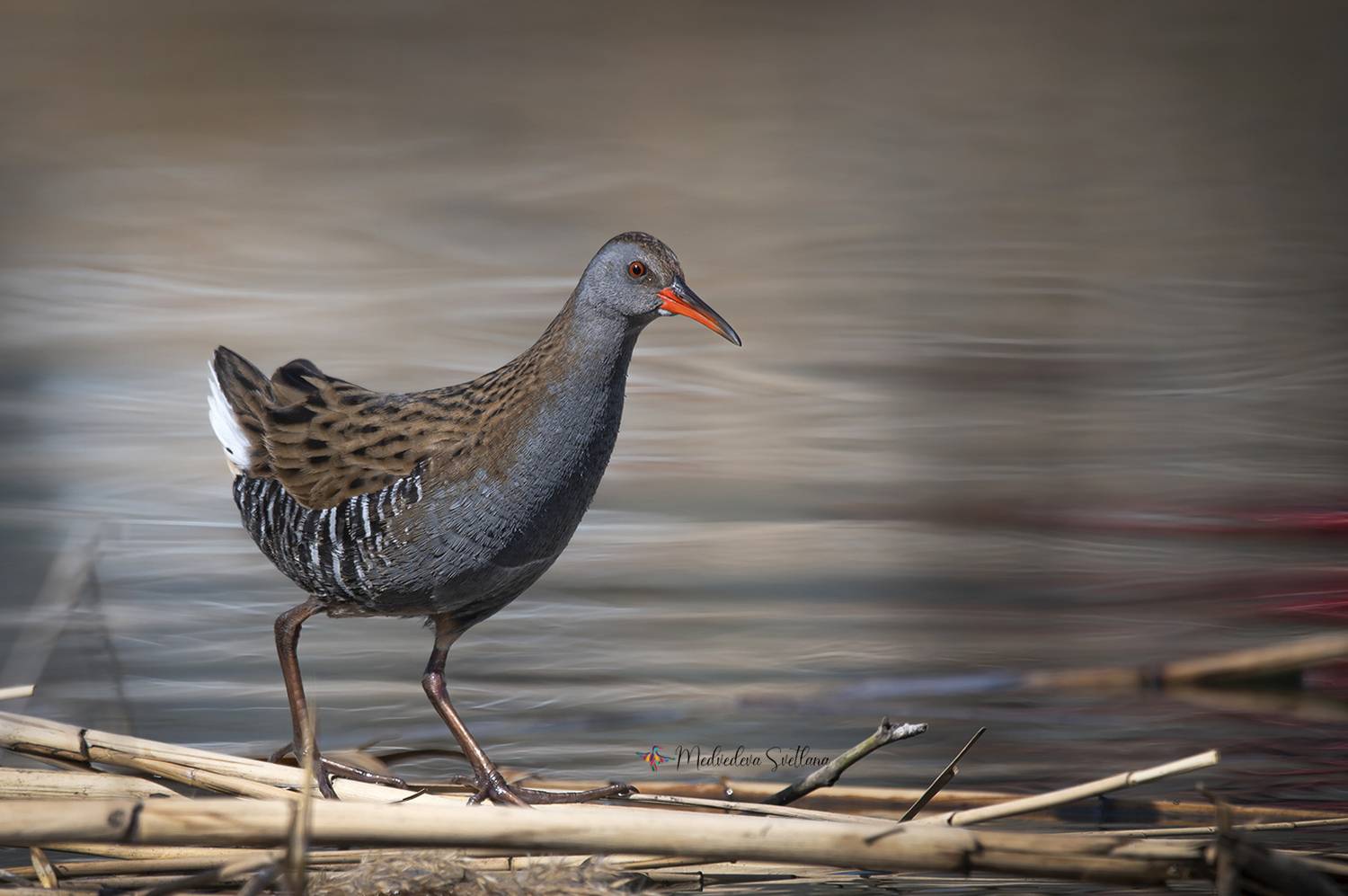 фотоохота, птица, пастушок, водяной пастушок, Медведева Светлана