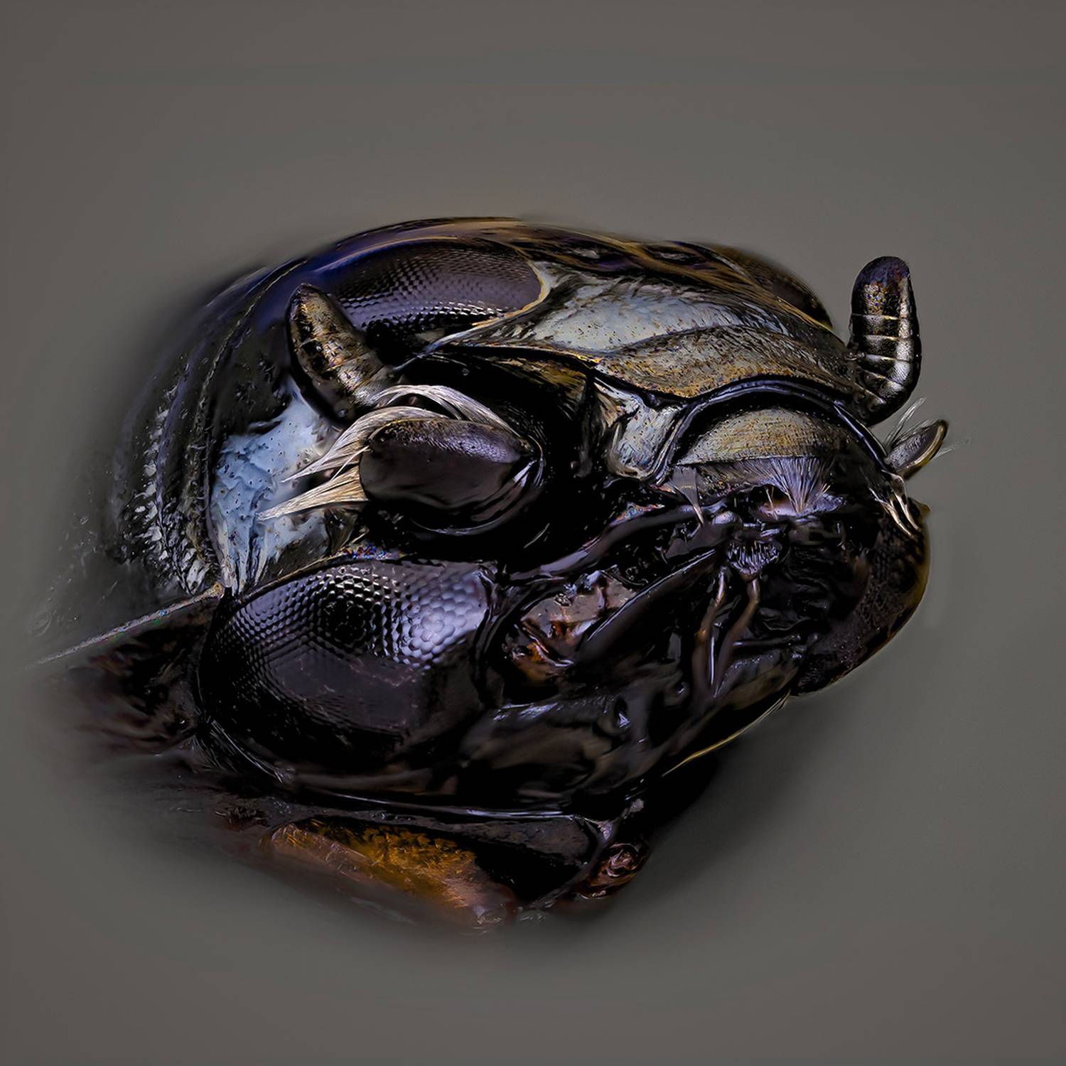 coleoptera, gyrinus natator, вертяк, Kavaliauskas Eugenijus