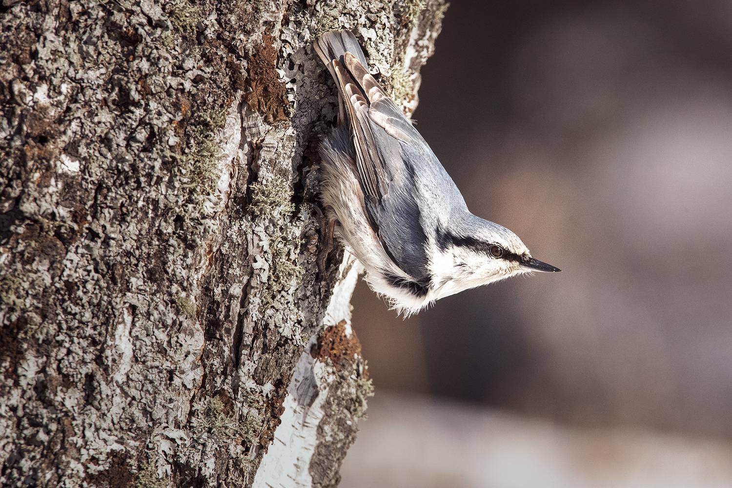 поползень, красноярские столбы, птицы, Андреева Светлана