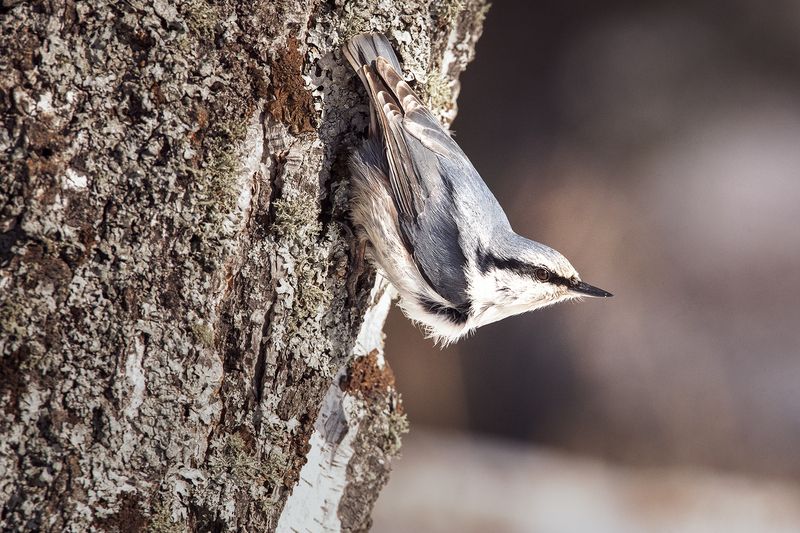 поползень, красноярские столбы, птицы Любопытный поползень фото превью